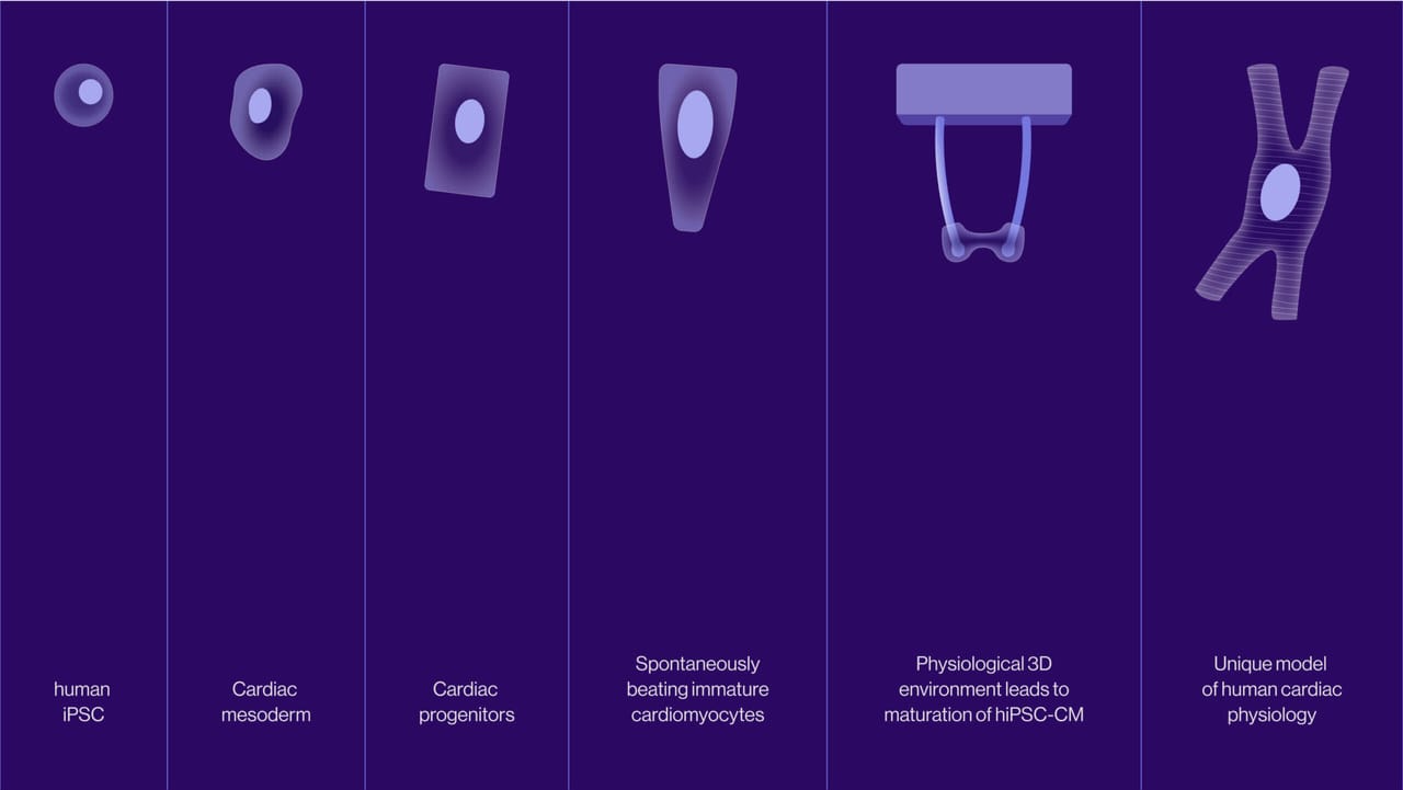 Illustration of how heart models develop from stem cells: from human iPSC via cardiac mesoderm and progenitors to a unique model of human cardiac physiology